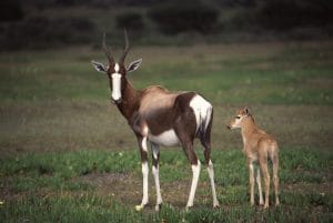 Bontebok - mother & calf.jpg  