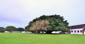 Courtyard Figtree.JPG  